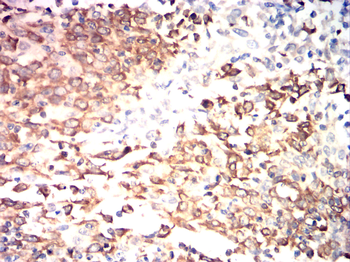 CANX Antibody