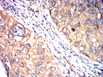 CANX Antibody
