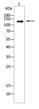 PGR Antibody