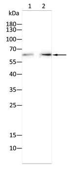 PTGS1 Antibody