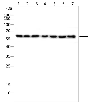 PTGS1 Antibody