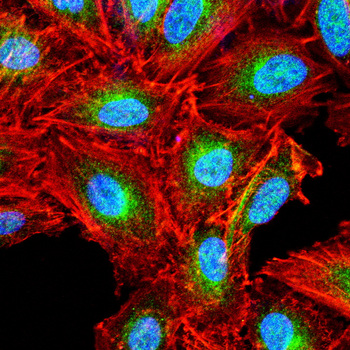 PTGS1 Antibody