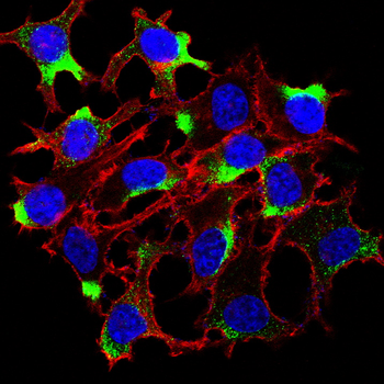 HLA-A Antibody