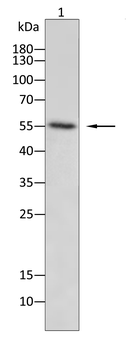 HLA-A Antibody
