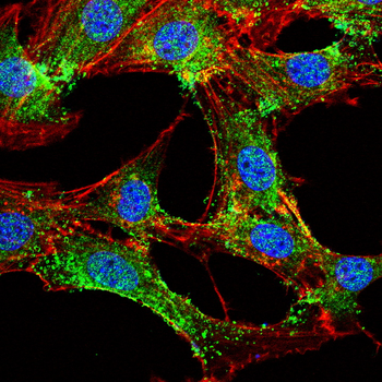 CASP1 Antibody