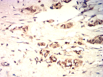 CASP1 Antibody