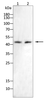 CASP1 Antibody
