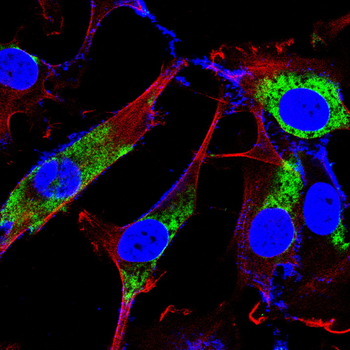 MTOR Antibody