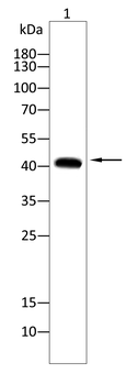 DCX Antibody