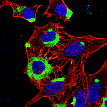 DCX Antibody