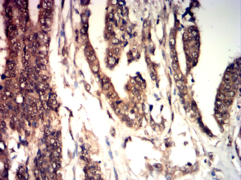 CYP1B1 Antibody