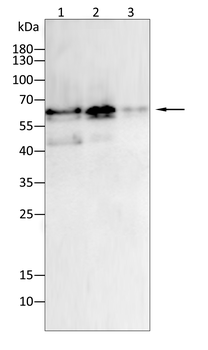 CYP1B1 Antibody
