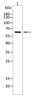 CYP1B1 Antibody