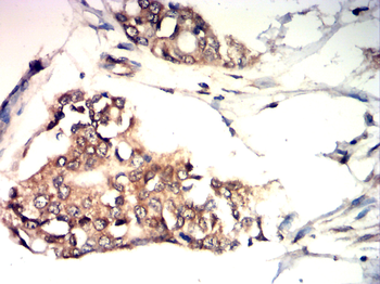 BMP4 Antibody