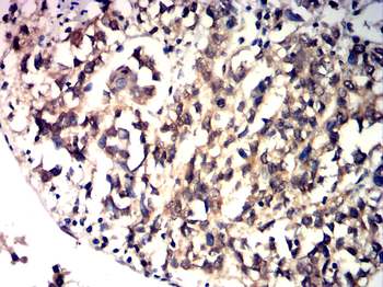BMP4 Antibody