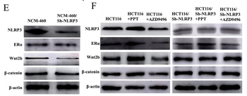 CTNNB1 Antibody
