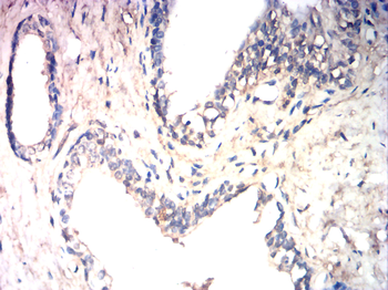 VEGFB Antibody