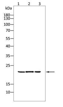 VEGFB Antibody
