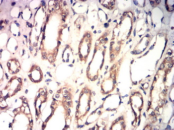 CYP2E1 Antibody