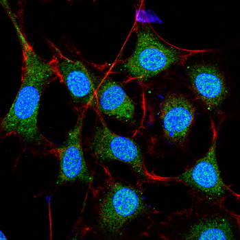 TRAF3 Antibody