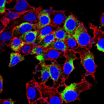 ITGAX Antibody