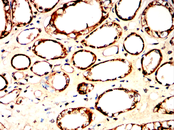 ITGAX Antibody