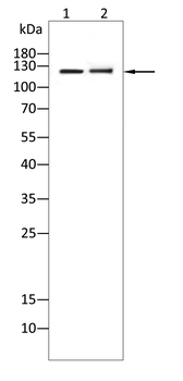 ITGAX Antibody