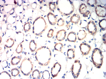 AQP6 Antibody