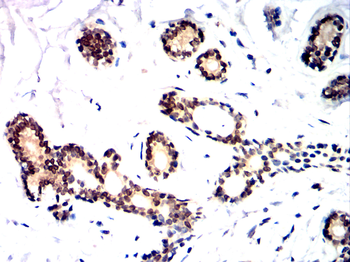 HDAC1 Antibody