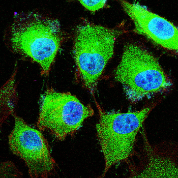 Catenin alpha-1 Antibody