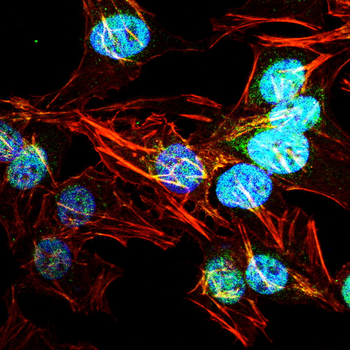 GATA1 Antibody