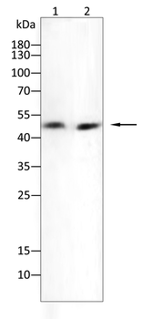 GATA1 Antibody