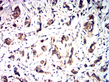NOS2 Antibody