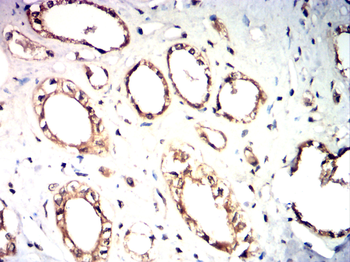 NOS2 Antibody