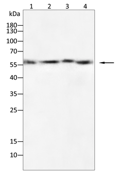 ALPP Antibody