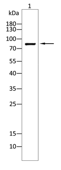 ITGB3 Antibody
