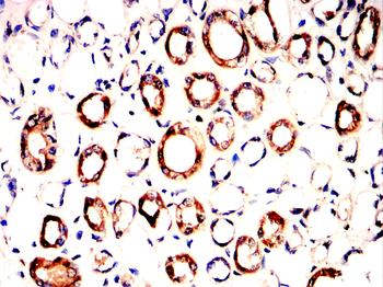 GAP43 Antibody