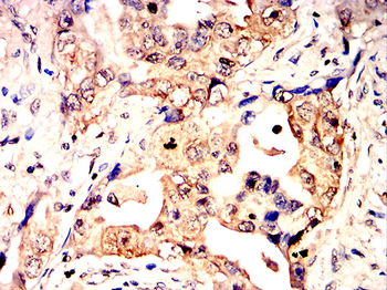 GAP43 Antibody