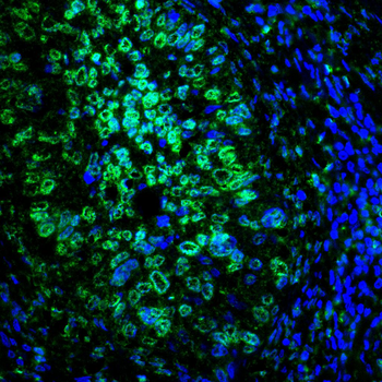 PCNA Rabbit Polyclonal Antibody