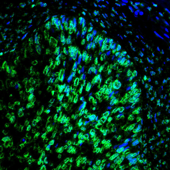 PCNA Rabbit Polyclonal Antibody