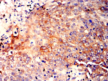 CCNB1 Antibody