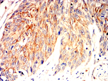 CCNB1 Antibody