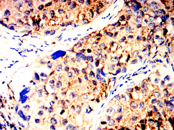 CCNB1 Antibody