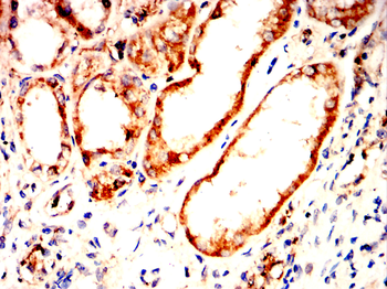 TSPO Antibody