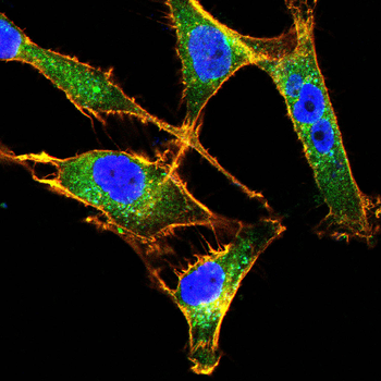 COL6A1 Antibody