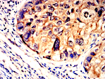 COL6A1 Antibody