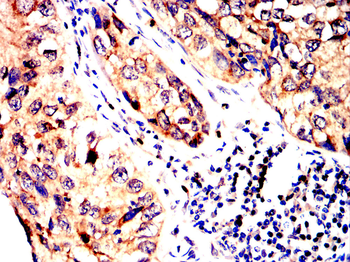 IRF3 Antibody