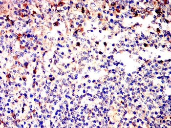 CD8A Antibody