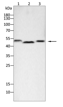 CD8A Antibody