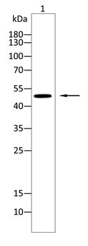CD8A Antibody
